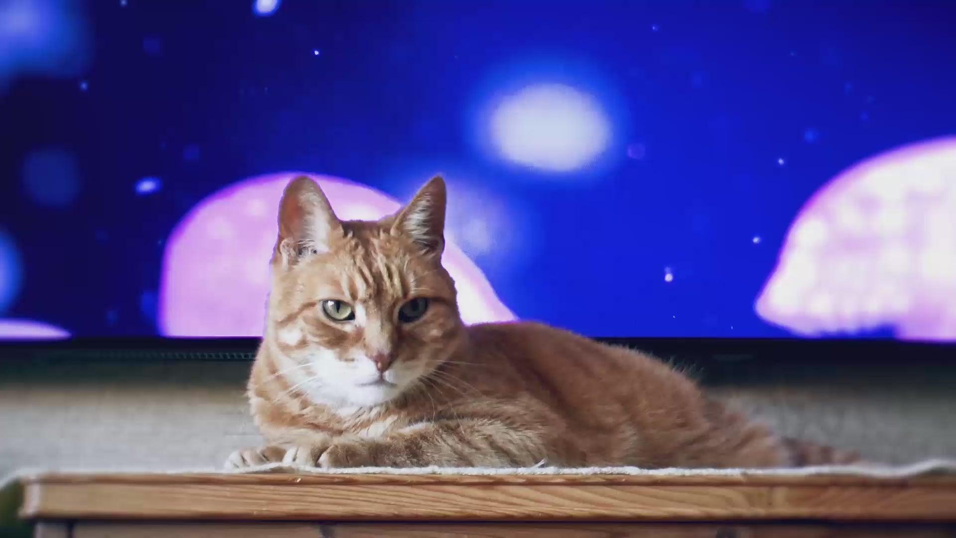 Загрузить видео: Посмотрите, как мы работаем 🐾